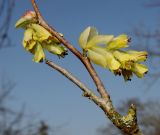 Corylopsis veitchiana. Средняя часть ветки с соцветиями. Германия, г. Дюссельдорф, Ботанический сад университета. 13.03.2014.