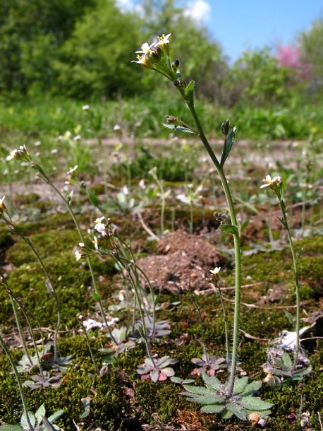 Изображение особи Arabidopsis thaliana.