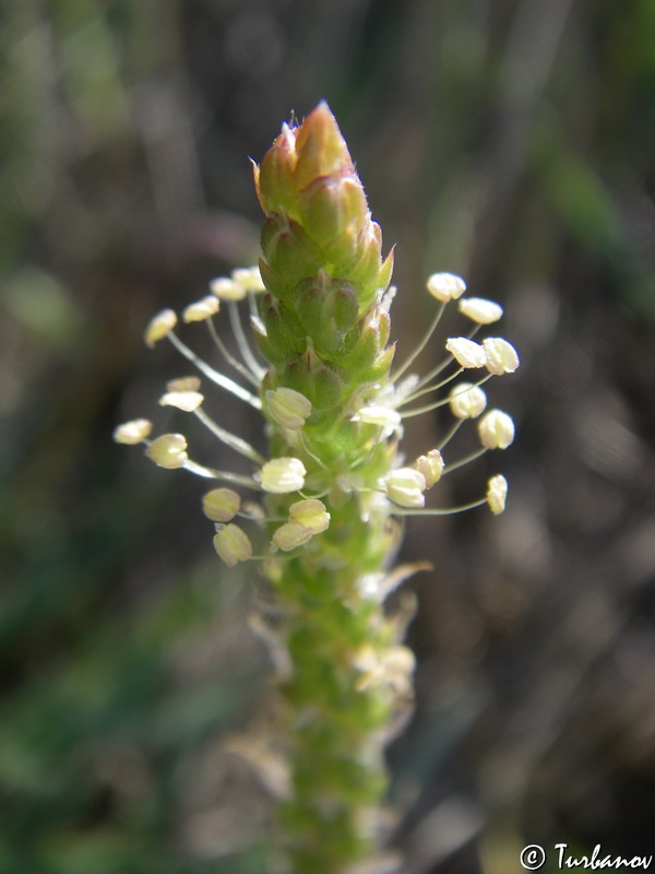 Изображение особи Plantago coronopus.