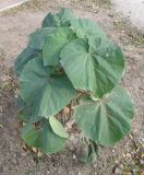 Paulownia tomentosa