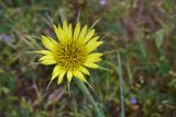 Tragopogon dubius