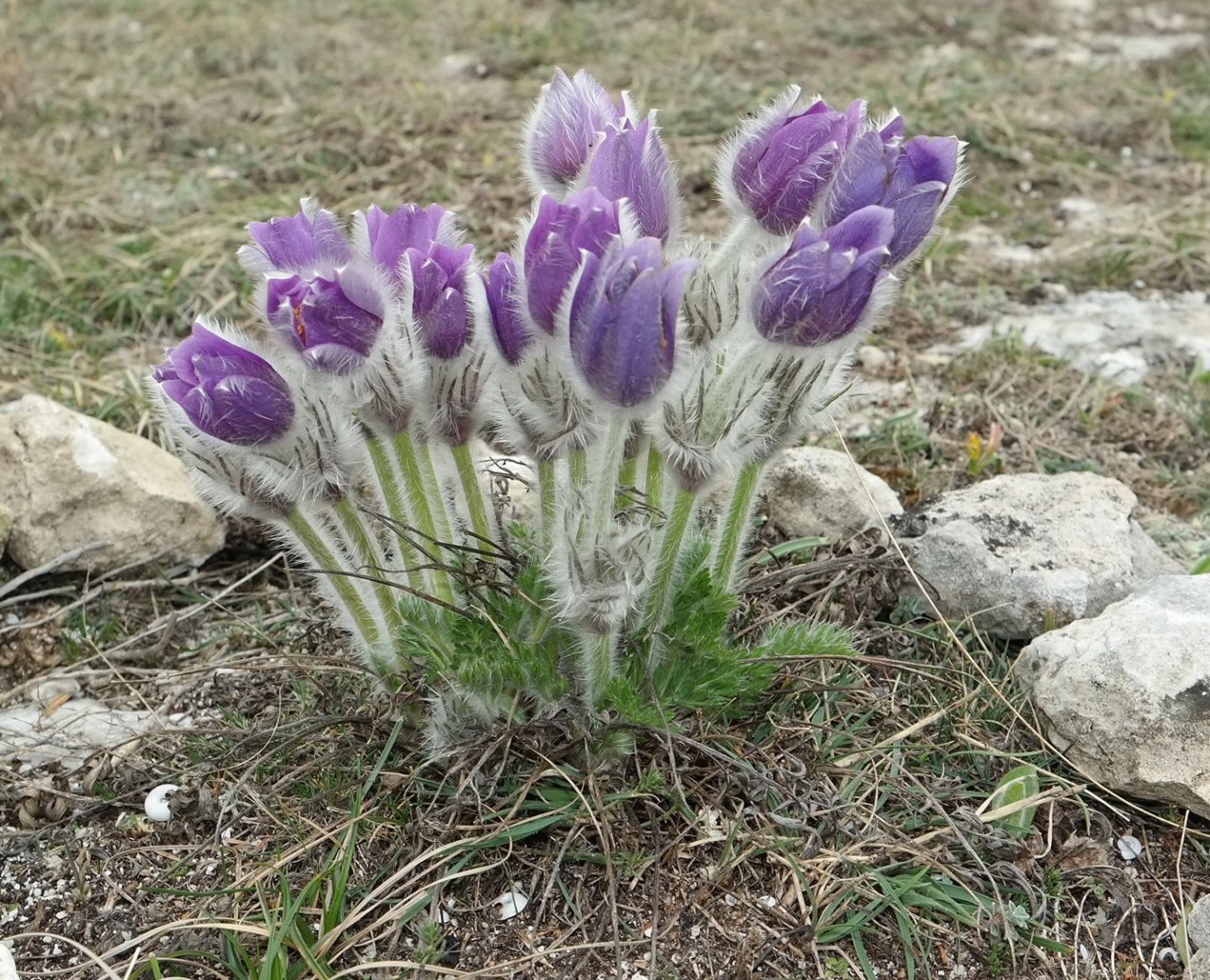 Изображение особи Pulsatilla taurica.