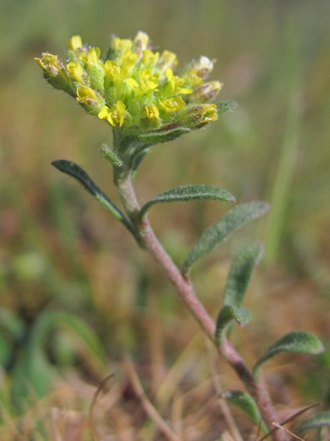 Изображение особи Alyssum umbellatum.