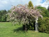 Prunus serrulata