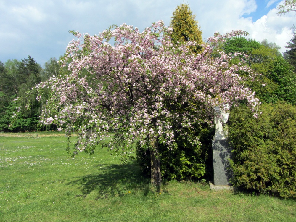 Изображение особи Prunus serrulata.