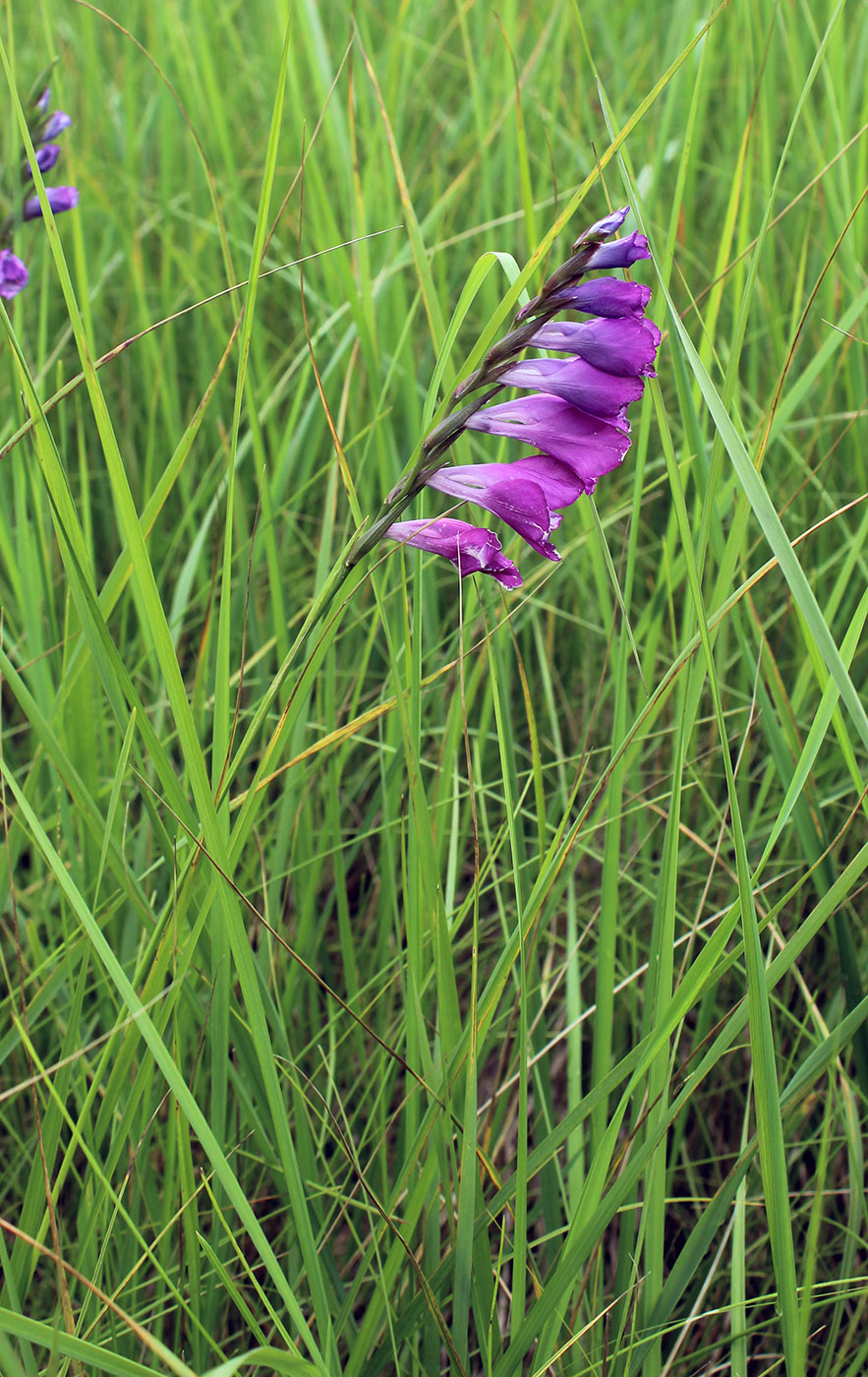 Изображение особи Gladiolus imbricatus.