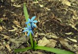 Scilla siberica