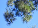 Pinus taeda. Веточки с группами микростробилов. Абхазия, г. Сухум, Сухумский ботанический сад, в культуре. 7 марта 2016 г.
