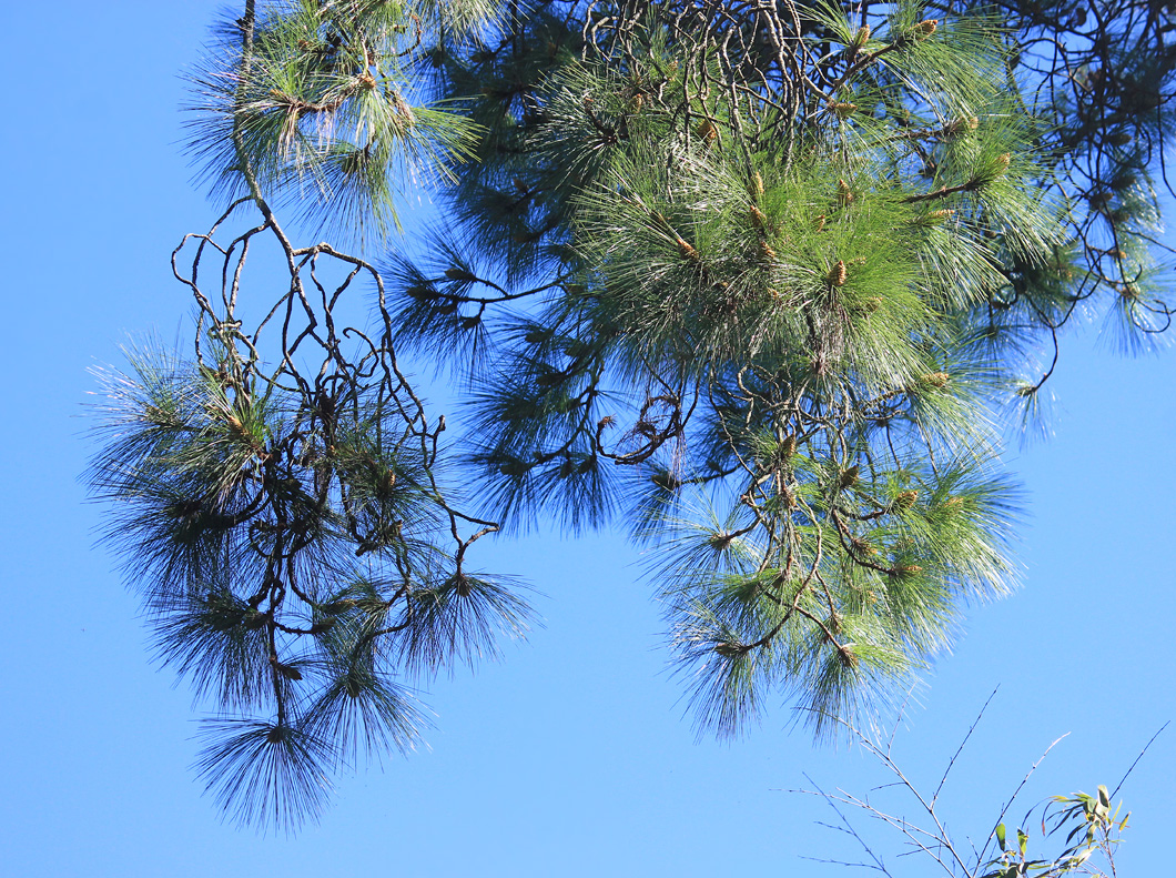 Изображение особи Pinus taeda.