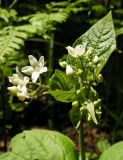 Vincetoxicum ascyrifolium