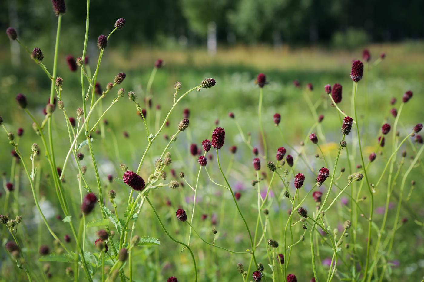 Изображение особи Sanguisorba officinalis.