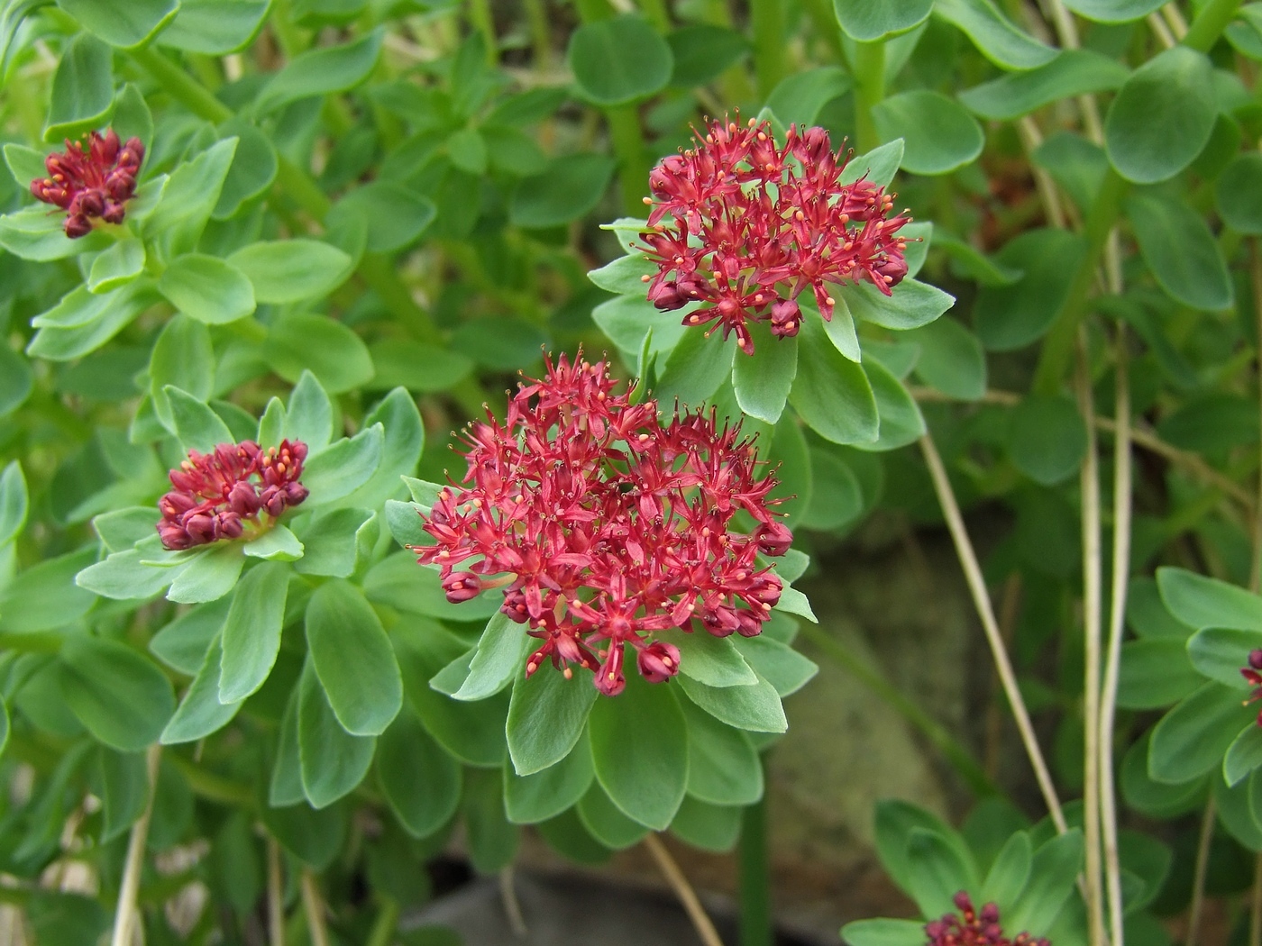 Изображение особи Rhodiola integrifolia.