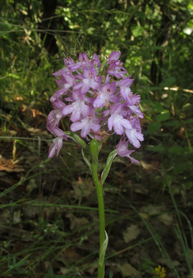 Изображение особи Anacamptis pyramidalis.