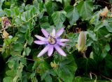 Passiflora caerulea. Часть побега с цветком и бутоном (в окружении побегов Capparis sicula). Франция, Прованс, округ Марсель, Кассис, в культуре, на вертикальной стене. 25.07.2014.