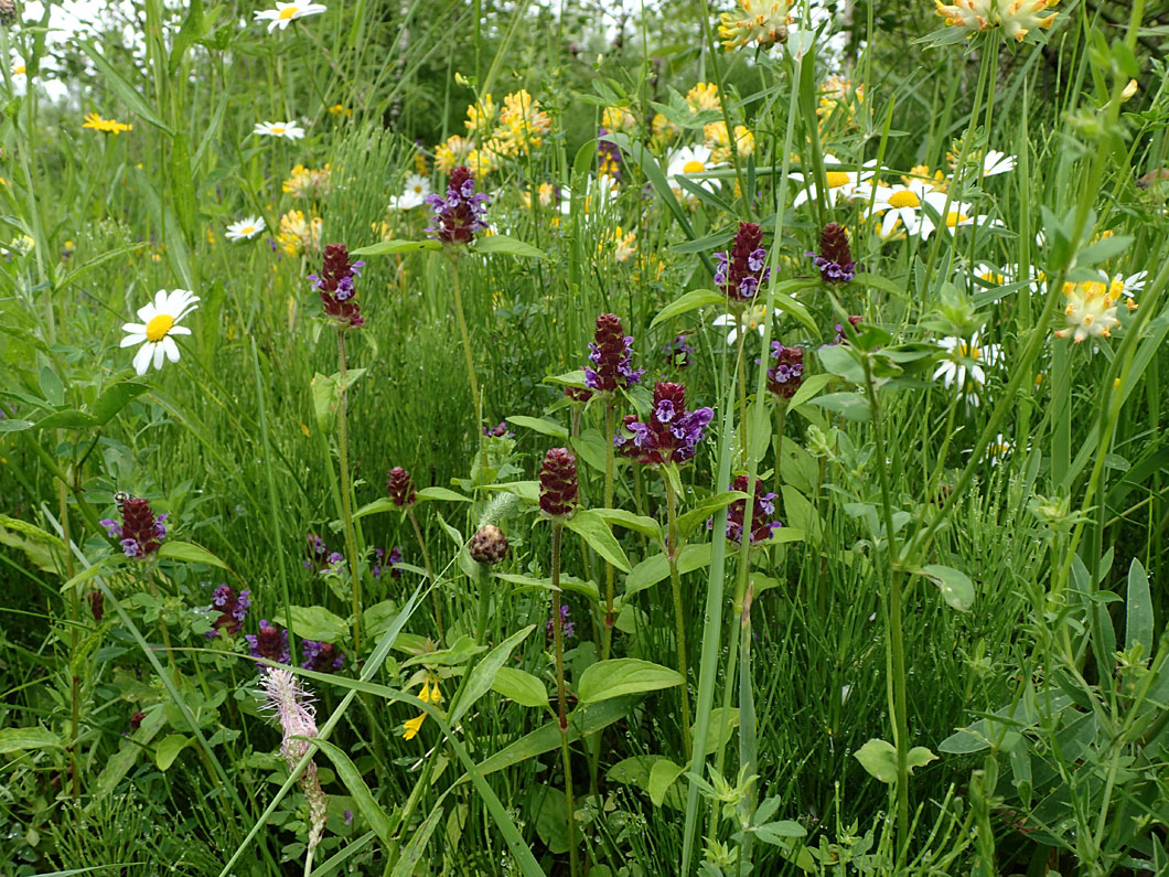 Изображение особи Prunella vulgaris.