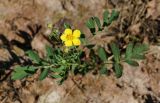 Potentilla semiglabra