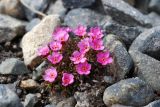 Douglasia ochotensis