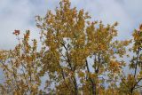 Acer saccharinum. Верхняя часть кроны в осенней окраске. Ярославская обл., г. Переславль-Залесский, дендрологический сад. 22.10.2017.