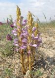 Phelipanche arenaria. Цветущие и зацветающие растения (паразитируют на Artemisia arenaria). Крым, Сакский р-н, окр. с. Молочное, пересыпь оз. Солёное, среди псаммофитной растительности. 26 мая 2018 г.