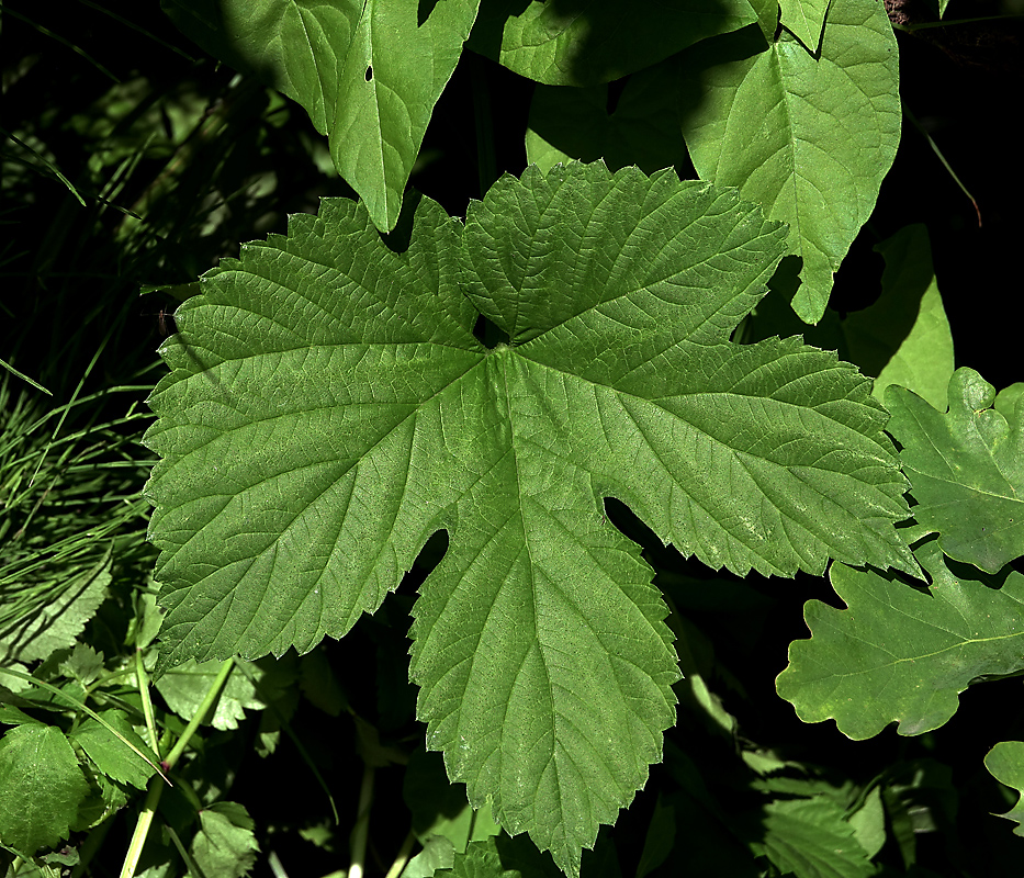 Изображение особи Humulus lupulus.