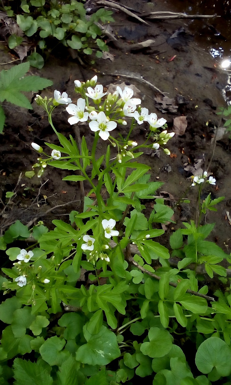 Изображение особи Cardamine amara.