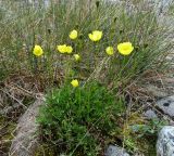 род Papaver. Цветущее растение. Республика Саха (Якутия), Момский р-н, горная система Черского, хр. Улахан-Чистай, высокогорный массив Буордах, верховья р. Джапкапчан. 24.07.2012.