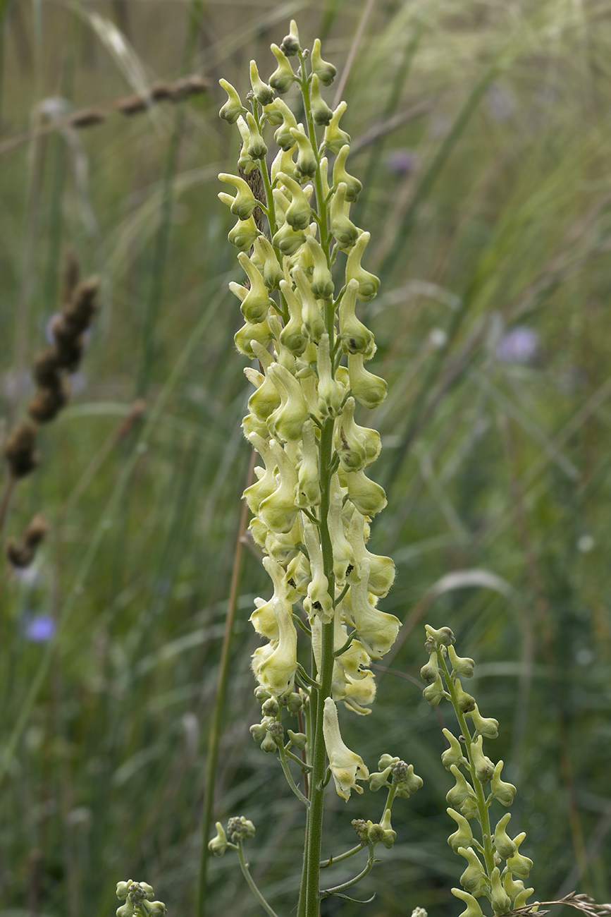 Изображение особи Aconitum barbatum.