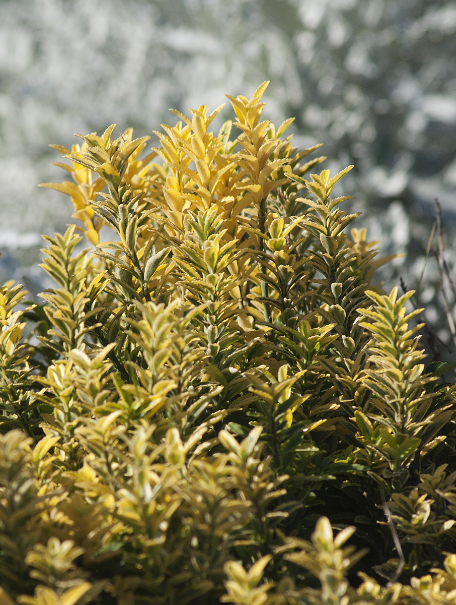 Изображение особи Euonymus japonicus.