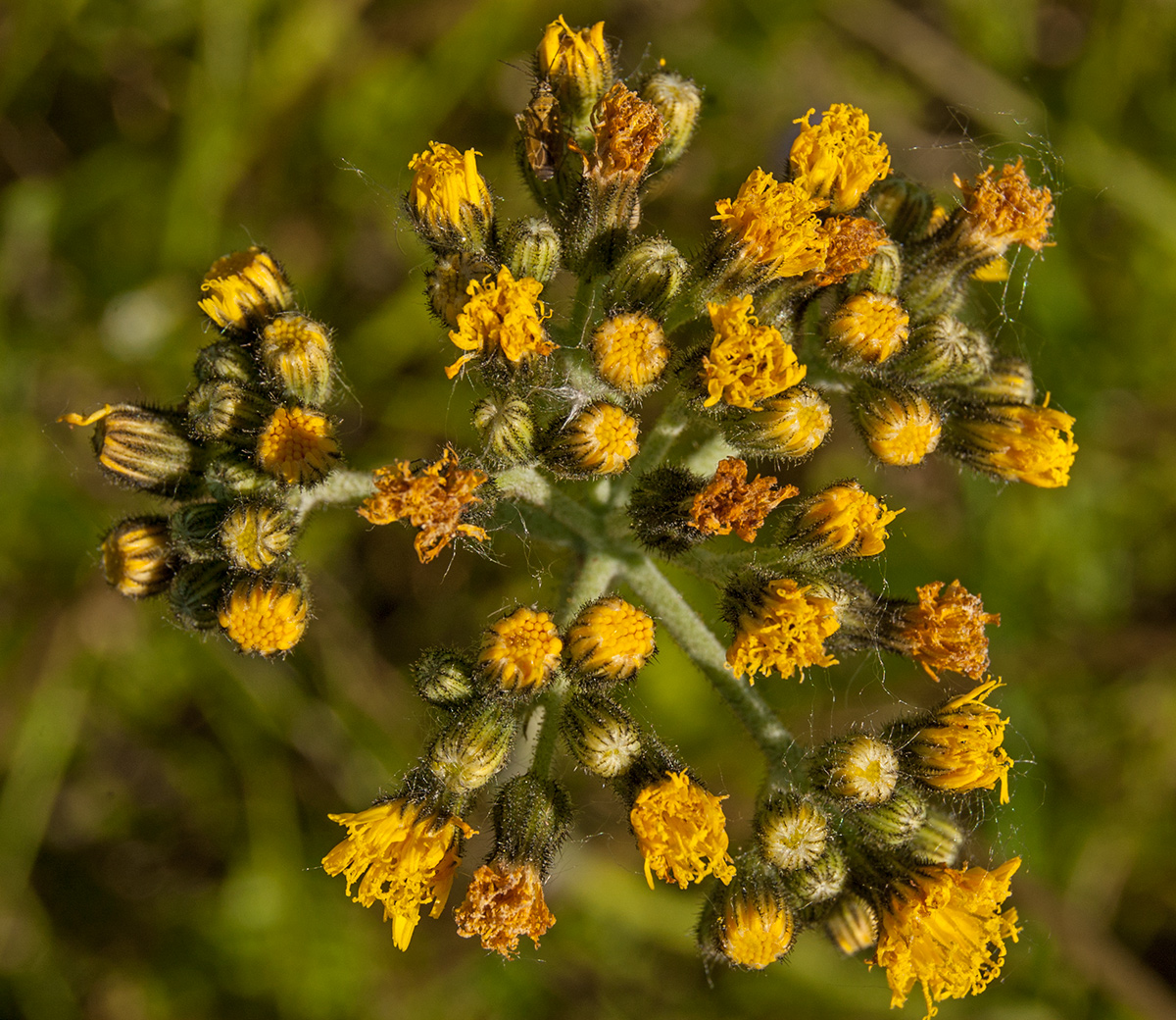 Изображение особи Pilosella cymosa.