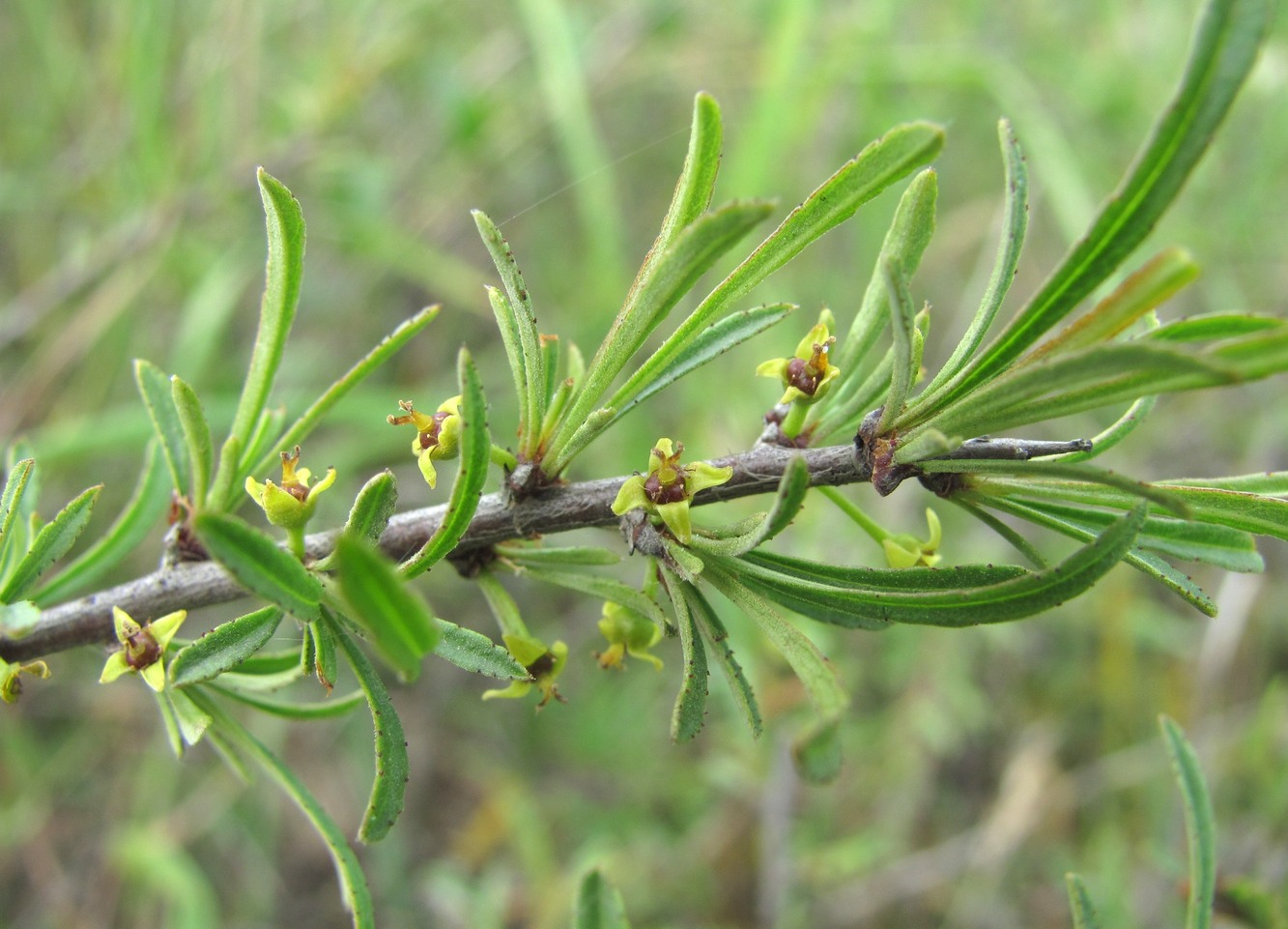 Изображение особи Rhamnus erythroxyloides.