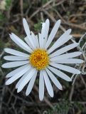 Aster alpinus