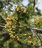 Juniperus excelsa