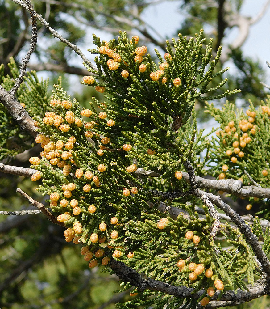 Image of Juniperus excelsa specimen.