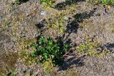 Potentilla intermedia