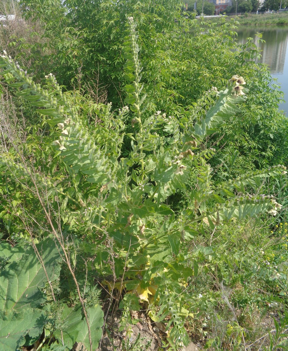 Изображение особи Hyoscyamus niger.