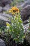 Senecio taraxacifolius. Верхушка растения с соцветиями. Кабардино-Балкария, Эльбрусский р-н, верховья долины р. Сылтрансу, ≈ 3000 м н.у.м., каменистый склон. 05.08.2019.