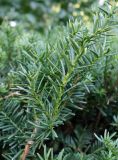 Taxus cuspidata