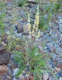 род Verbascum