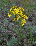 Senecio jacobaea