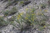 Linaria cretacea