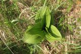 Veratrum nigrum