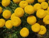 Tanacetum vulgare