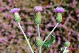 Cirsium ochrolepideum. Верхушки побегов с распустившимся и нераспустившимся соцветиями. Узбекистан, Сурхандарьинская обл., Джаркурганский р-н, берег водохранилища недалеко от базы Актепинского охотничьего хозяйства, глинисто-песчаная почва. 06.05.2022.