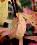 Solidago virgaurea