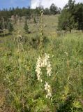 Aconitum barbatum