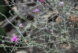 Centaurea gulissaschvilii