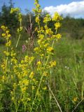 Galium verum. Верхушки бутонизирующих растений. Магаданская обл., окр. г. Магадан, ост. Аммональная, разнотравная поляна в листвнничнике. 28.07.2013.