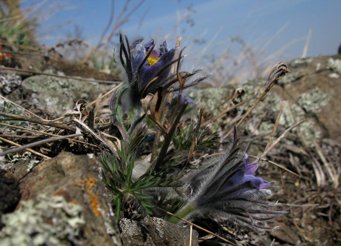 Изображение особи Pulsatilla turczaninovii.