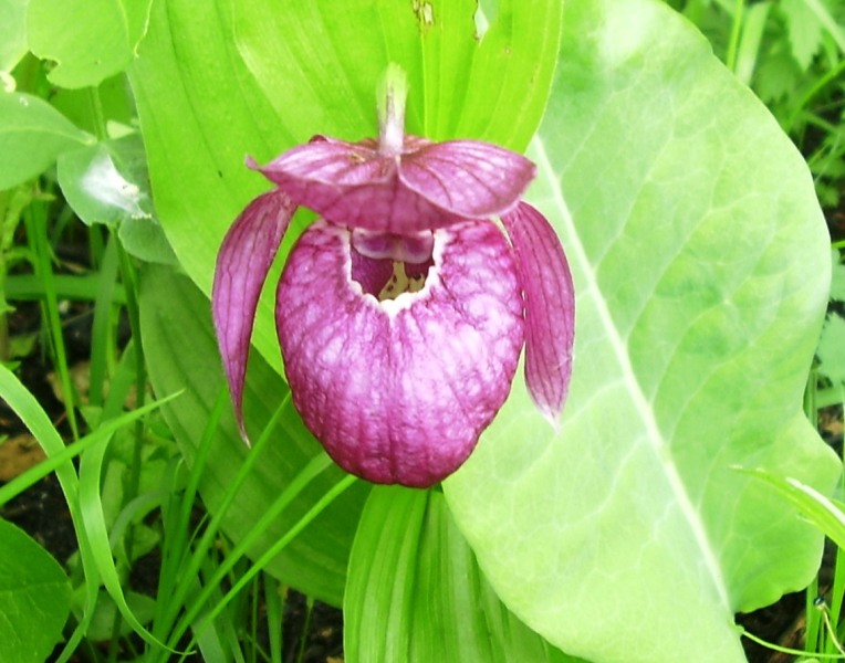 Изображение особи Cypripedium macranthos.