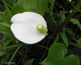 Calla palustris. Соцветие. Украина, Ивано-Франковская обл., Надворнянский р-н, окр. с. Быстрица, долина потока Рафайловец, в ручье. 21 июня 2011 г.